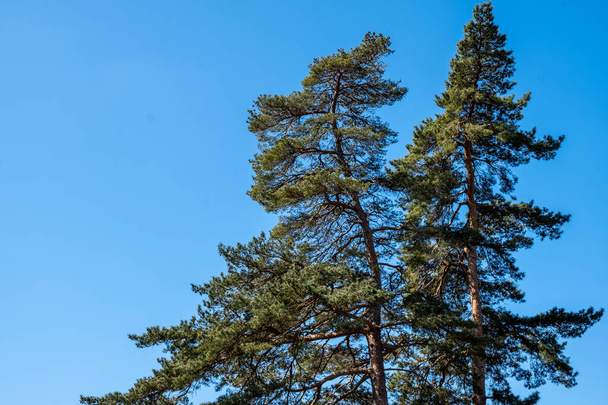 Эпсом Суррей, Лондон, Англия, Великобритания, 23 апреля 2021 года, Niral Beauty of Nature with trees, no people and Clear Blue Sky - Фото, изображение