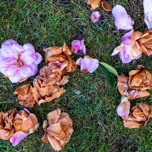 epsom surrey, london england uk, april 23 2021, мертва квітка квітки вічнозеленого чагарника Camillia без людей лежачих на траві - Фото, зображення