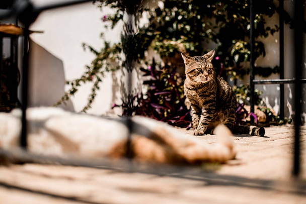 view on tabby cat sitting on the asphalt outdoors - Foto, Imagem