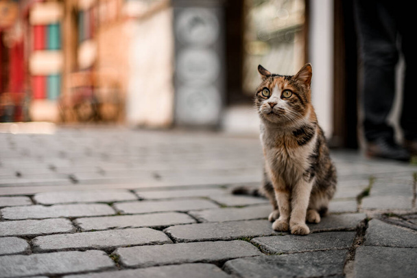 great view on striped mongrel cat sitting on the street - Foto, afbeelding