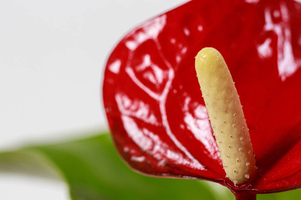 The red heart-shaped anthurium flower is the flamingo flower, Anthurium andreanum, a symbol of male happiness and well-being in the home. Macro close-up in a botanical garden. - Foto, imagen