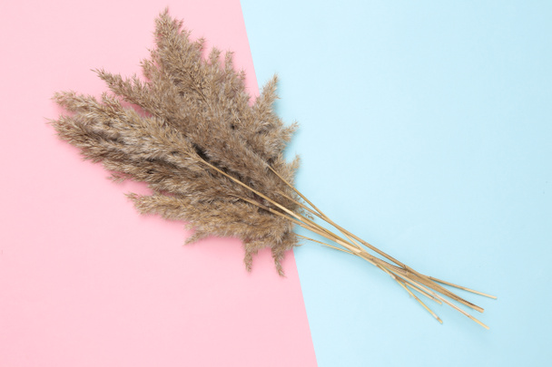 Bloemen ontwerp van Reeds gebladerte takken boeket of pampas gras op roze blauwe pastel achtergrond. Vlakke lay, bovenaanzicht - Foto, afbeelding