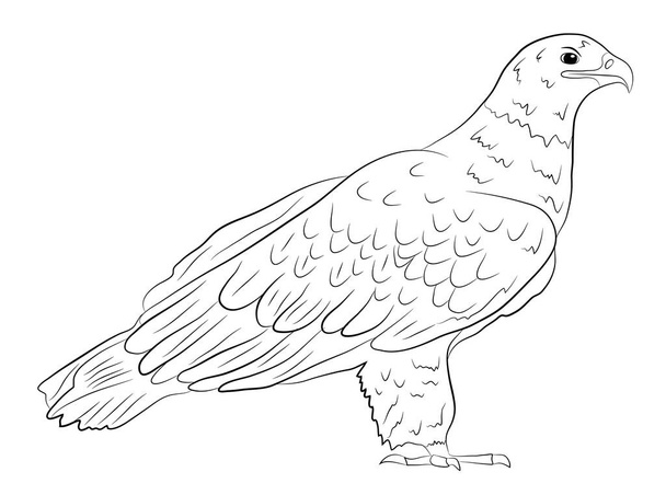Cartoon wild eagle in isolate on a white background. Vector illustration. - Vektor, obrázek