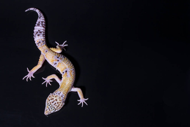 A leopard gecko, lizard on black background, eublepharis macularius, animal closeup - Photo, Image