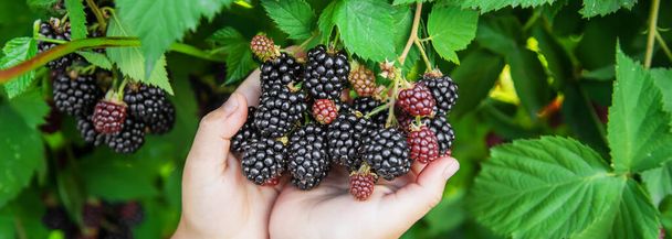 blackberry in the hands of a child on the background of nature. selective focus.food - Foto, imagen