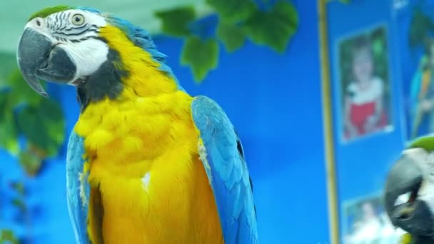 Domácí zvířata: Papoušek si čistí peří - Záběry, video