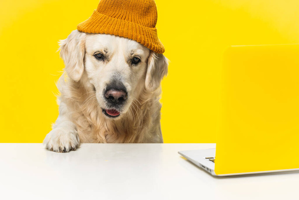 An adorable Golden Retriever with a beanie sitting near a laptop against a yellow backgroun - Photo, Image