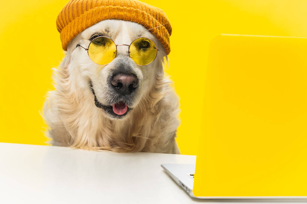 A smart dog wearing specs and bonnet in front of a laptop isolated on yellow background - Fotoğraf, Görsel