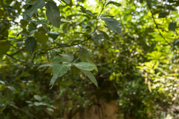 Ένας ηλιόλουστος καλοκαιρινός κήπος γεμάτος φωτεινά πράσινα φύλλα και δέντρα - Φωτογραφία, εικόνα