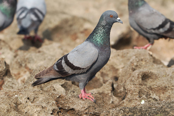 A closeup of a rock pigeon standing on the rocks - 写真・画像