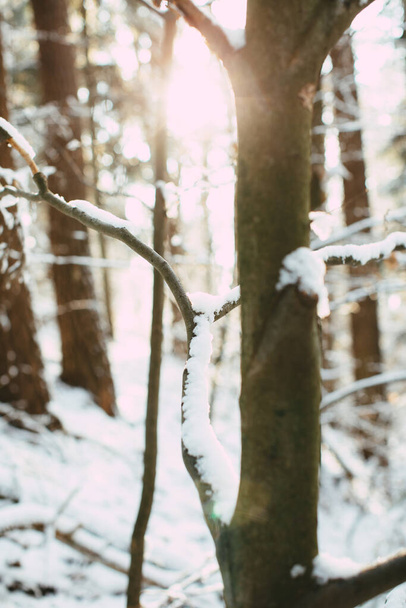 A vertical shot of the snow-covered tree with bright sunlight passing through the forest - Fotó, kép