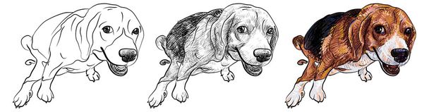 cagando beagle - Vector, imagen