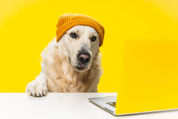 An adorable labrador dog wearing a bonnet with its paw on a white surface and looking at a laptop - Photo, Image