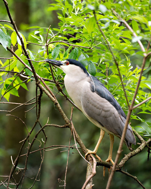 Black crowned Night-heron adult bird close-up perched on a branch displaying blue and white feather plumage, head, beak, eye, and enjoying its habitat and environment with a foliage background. - Zdjęcie, obraz