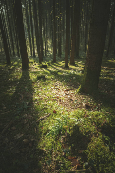 A vertical shot of the sun shining through the trees in the forest - 写真・画像
