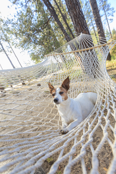 Rento jack Russell Terrier Rentoutuminen riippumatossa
 - Valokuva, kuva