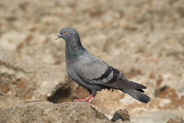 A selective focus shot of a pigeon perched outdoors during daylight - 写真・画像