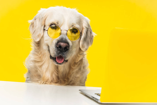 A smart labrador dog wearing specs in front of a laptop against a yellow background - 写真・画像
