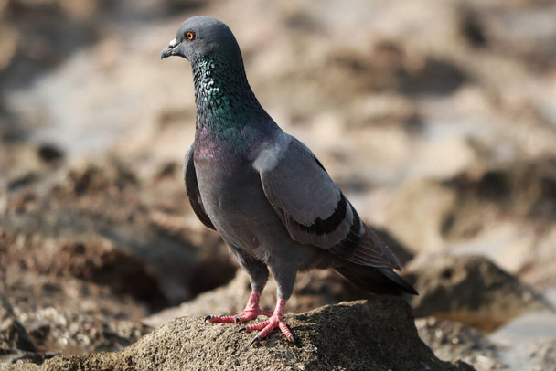 A closeup of a rock pigeon standing on the ground and looking away - 写真・画像