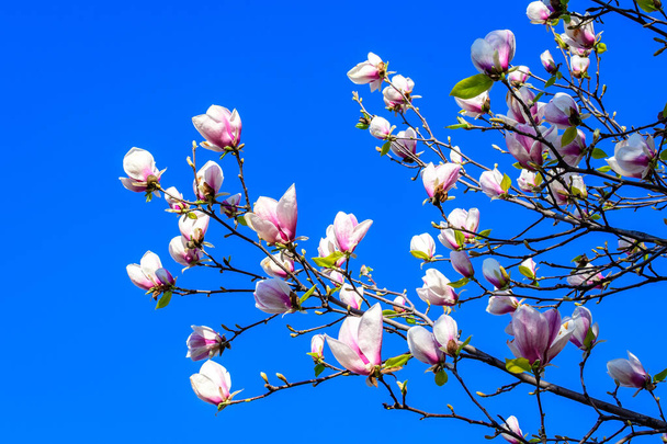 Закрыть многие крупные нежные белые цветки магнолии в полном цвете на ветвях деревьев в сторону ясного голубого неба в саду в солнечный весенний день, красивый открытый цветочный фон - Фото, изображение