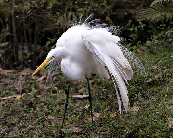 Great White Egret close-up profile view with foliage background displaying head, yellow beak, eye, white fluffy feathers plumage in its environment and habitat. - Zdjęcie, obraz