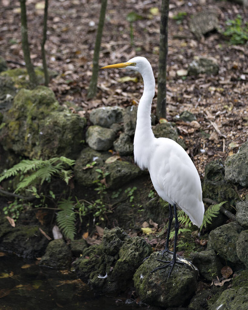 Great White Egret by the water standing on a moss and foliage rock  in its environment and habitat with a blur background. - Zdjęcie, obraz