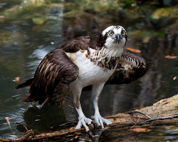 Osprey close-up profile with spread wings, perched on a branch with blur water background in its habitat and environment looking at camera. - Foto, Imagen