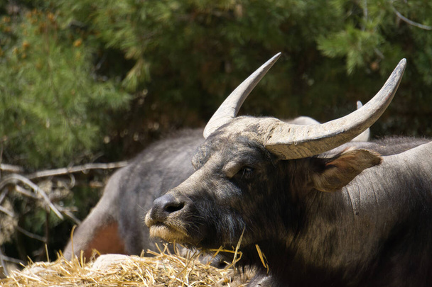 фронтальный вид буйвола, лежащего в поле. животные - Фото, изображение
