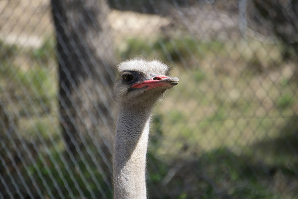 портрет страуса в поле. животные - Фото, изображение