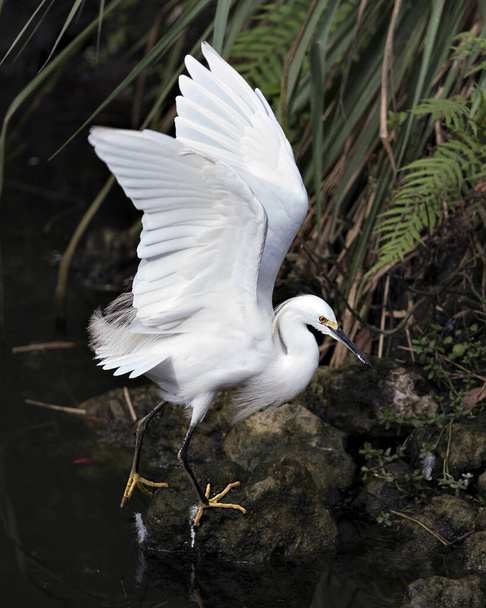 Snowy Egret close up with its spread wings by the water standing on a moss rock displaying white feather plumage, wings,  head, beak, eye in its environment and habitat with a foliage background. - Φωτογραφία, εικόνα