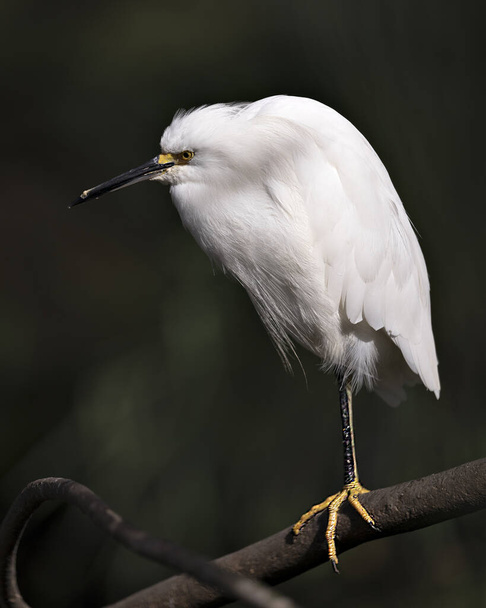 Snowy Egret close up profile view perched on branch displaying white plumage, head, beak, eye, feet in its environment and habitat with a black blur background. - Foto, immagini