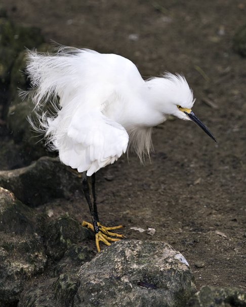 Snowy Egret close-up profile view by the water with rock and moss, displaying white feathers, head, beak, eye, fluffy plumage, yellow feet in its environment and habitat. - Photo, image