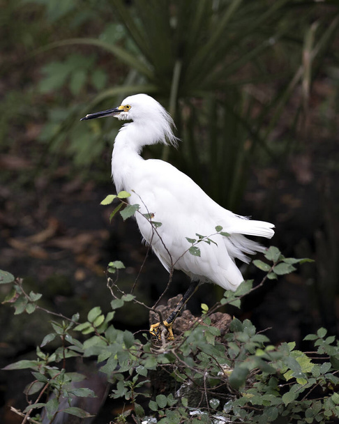 Snowy Egret close up profile view perched on branch displaying white feathers plumage, fluffy plumage, head, beak, eye, feet in its environment and surrounding with a background foliage. - Photo, image