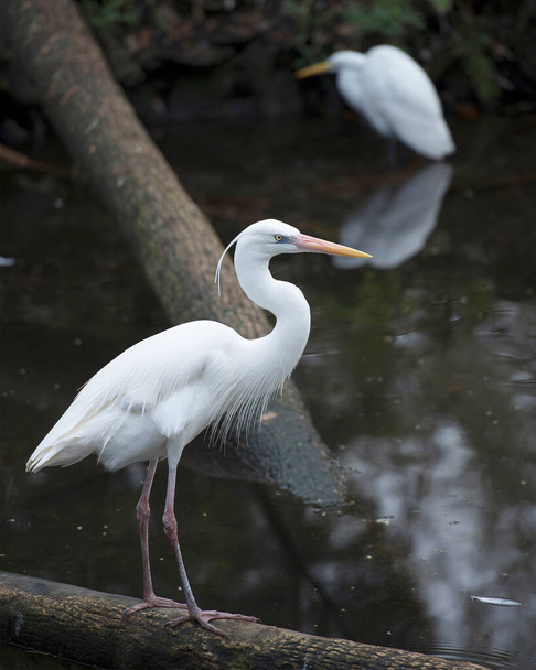White Heron perched on a log by the water displaying beautiful white colour feathers plumage, beak, with a blur background in its environment and habitat. Image. Picture. Portrait.  Photo.   - Foto, immagini