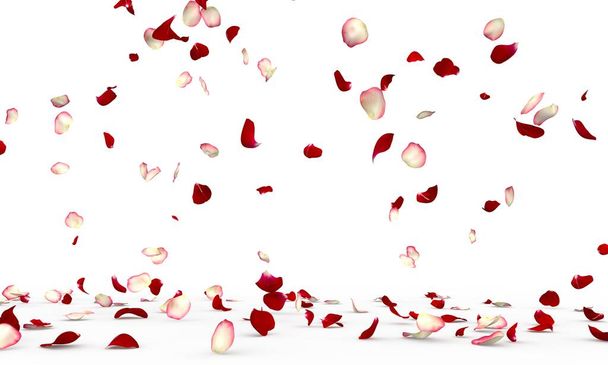 Valkoiset ja punaiset ruusun terälehdet lentävät ja putoavat lattialle. Eristetty valkoinen tausta - Valokuva, kuva