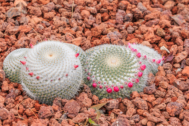 Cactus mammillaria muehlenpfordtii en suelo pedregoso en otoño con muchas espinas blancas y flores rosas. País de origen México en el continente americano - Foto, imagen