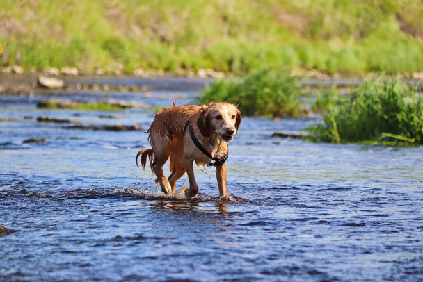 O cão ruivo molhado corre na água e sacode. - Foto, Imagem