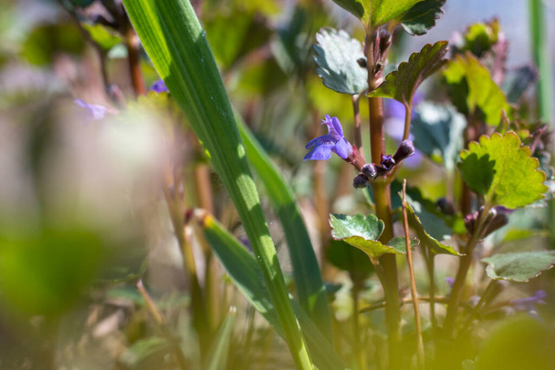 Glechoma hederacea Flor de hiedra, primer plano, concepto de primavera   - Foto, imagen
