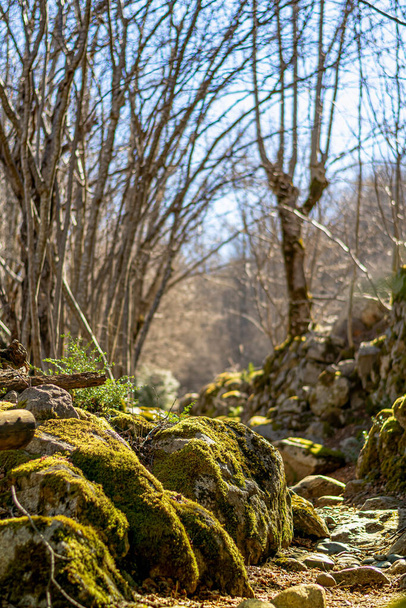 Aube d'un sentier de pierres et de lichen entre les arbres - Photo, image