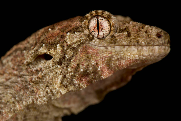 Толстоногий геккон / Chondrodactylus turneri - Фото, изображение