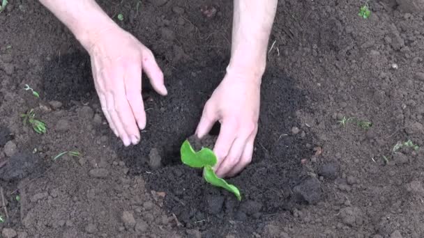 Plantando mudas de abóbora brotar no solo do jardim
 - Filmagem, Vídeo