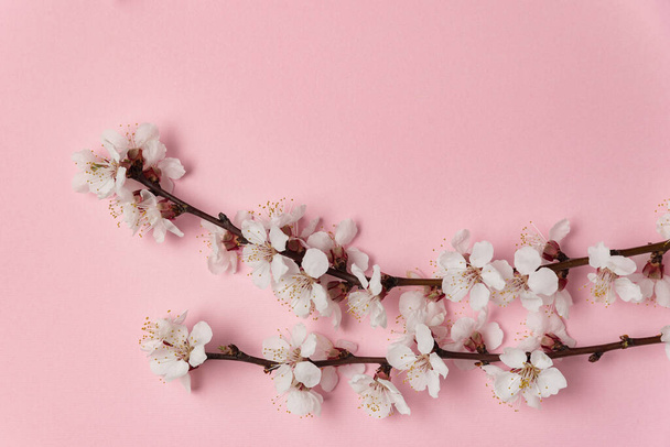 Blooming tree branches with white flowers on pink background. Template. Backdrop. Mockup. - Photo, Image