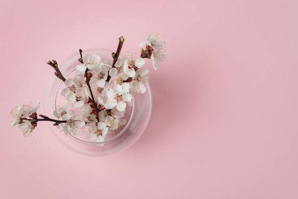 Vase mit blühenden Zweigen eines Aprikosenbaums. Vase mit weißen Blüten auf rosa Hintergrund - Foto, Bild