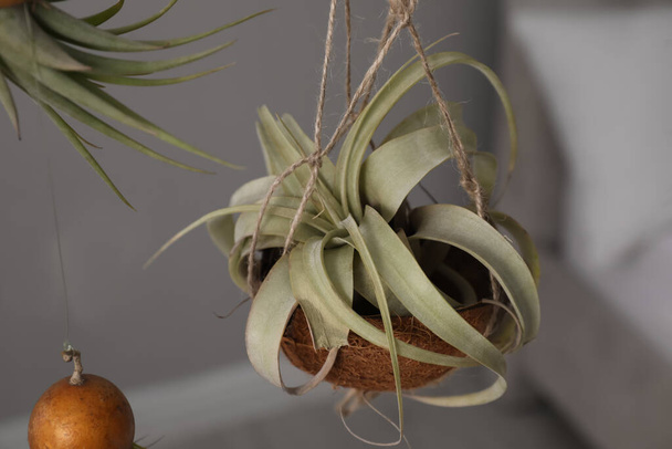 Tillandsia plants hanging on blurred background, closeup. House decor - Fotó, kép