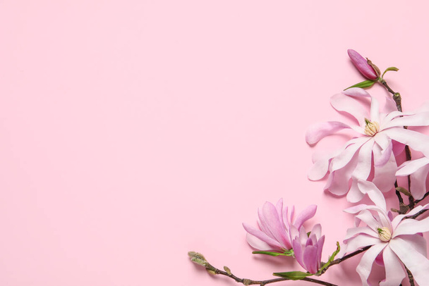 Magnolia tree branches with beautiful flowers on pink background, flat lay. Space for text - Photo, image