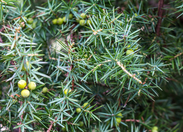 green juniper berries on a branch - Photo, Image