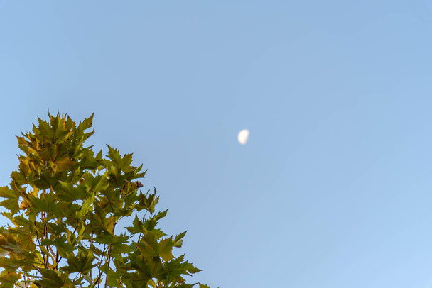 Platanus x hispanica ağacının yaprakları ve arka planda bulanık ay görüntüsü. Sycamore ağacı yaprakları. Platanus orientalis. Park ağacı baskısı. Bukolik ve duygusal manzara. - Fotoğraf, Görsel