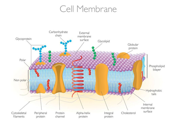 Modelli dettagliati di diagramma di una membrana cellulare - Vettoriali, immagini