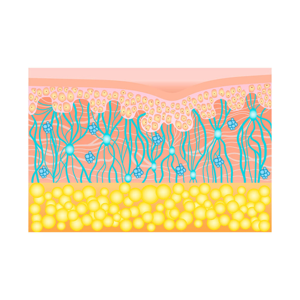 Estructura de la piel humana con fibras de colágeno y elastano, ácidos hialurónicos, fibroblastos. Ilustración esquemática Capas de la piel humana. Diagrama vectorial - Vector, imagen