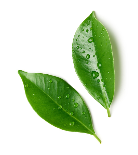 φρέσκα πράσινα φύλλα με σταγόνες νερού που απομονώνονται σε λευκό φόντο, πάνω όψη - Φωτογραφία, εικόνα